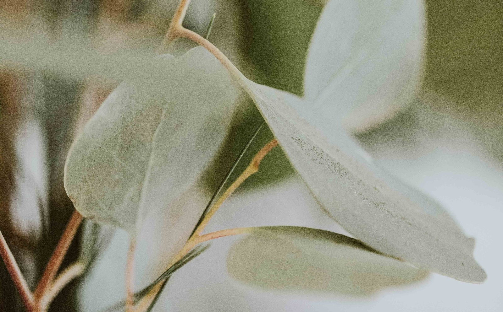 Feuilles d'eucalyptus